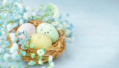 Nests with quail Easter eggs on a delicate blue wooden background surrounded by gypsophila flowers