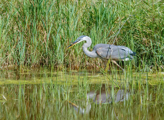 Great Blue heron fishing in river
