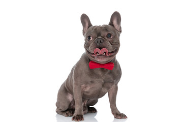 curious frenchie dog with red bowtie and tongue out looking up