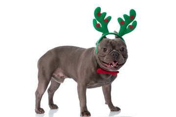 side view of christmassy french bulldog puppy with reindeer headband
