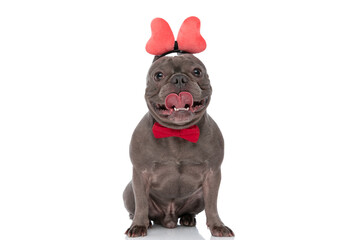 beautiful french bully dog with bowtie wearing bow headband