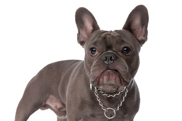 Fototapeta premium small french bulldog dog with collar looking up and standing in studio