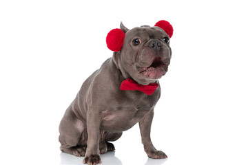 cute frenchie puppy with bowtie wearing tassels headband