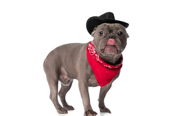 side view of adorable french bulldog puppy licking nose