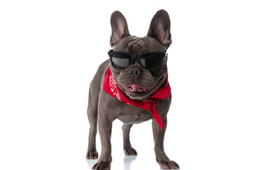 lovely frenchie dog with sunglasses and bandana sticking out tongue