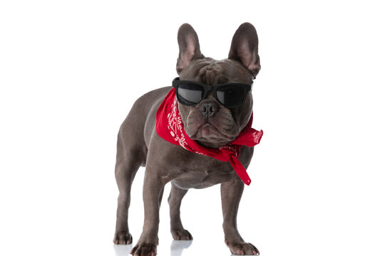 cool french bulldog dog with red bandana wearing sunglasses