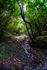Madeira - Levada do Rei