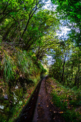 Obraz premium Madeira - Levada do Rei
