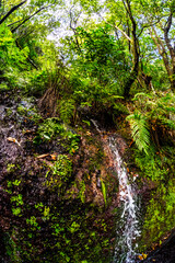 Madeira - Levada do Rei