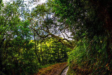 Madeira - Levada do Rei