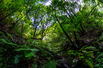 Obraz premium Madeira - Levada do Rei