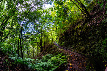 Madeira - Levada do Rei