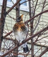 Moscow, Russia, January 2022. Thrush sits on a tree branch against the backdrop of an apartment building.