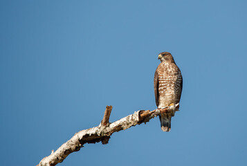 Cooper's hawk perched on tree branch