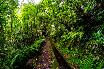 Obraz premium Madeira - Levada do Rei