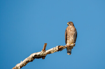 Cooper's hawk perched on tree branch