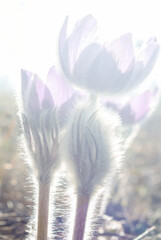 closeup wild violet flowers in light of sparkle sun, beautiful natural background