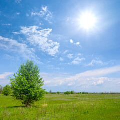 Fototapeta na wymiar alone tree among green prairie under a sparkel sun, natural outdoor scene