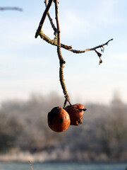 Two old apples on a branch. Winter nature.
