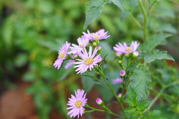 pink Marguerite flowers