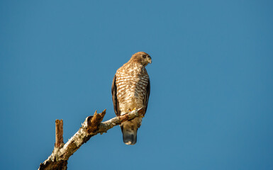 Cooper's hawk perched on tree branch
