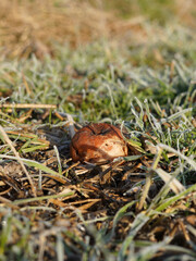 Old apple fallen in the grass. The grass is frozen. The apple is brown.