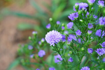 Marguerite flowers in the garden