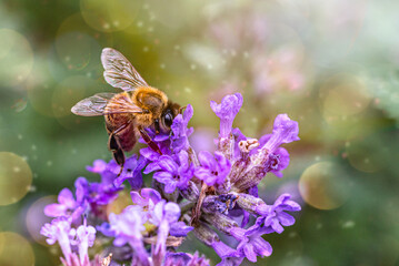Fleißige Biene an Katzenminze, Blüte