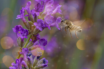 Fleißige Biene an Katzenminze, Blüte