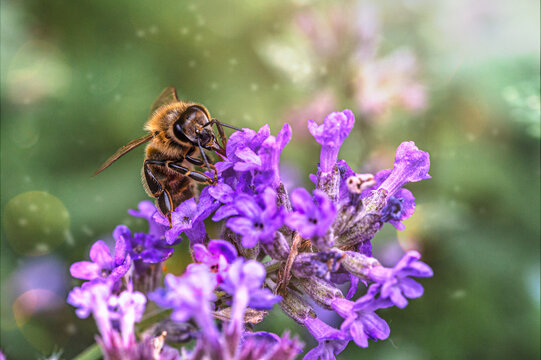 Fleißige Biene an Katzenminze, Blüte