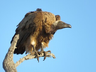 Vulture