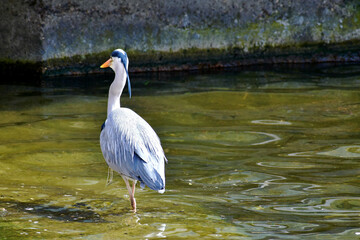 Back view of a Grey heron on the Serpentine in Hyde Park, London, UK