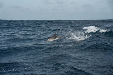 Fototapeta premium dolfin jumping out of a wave in the atlantic
