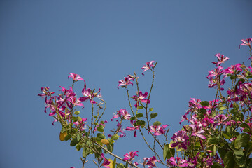 Obraz na płótnie Canvas Pink flower or Bauhinia flower