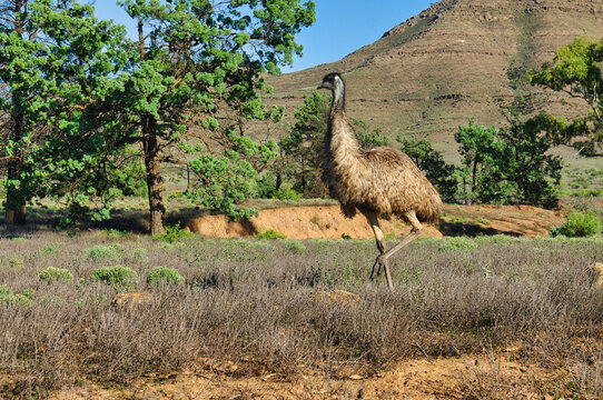 An emu (Dromaius novaehollandiae), a flightless bird, in the arid landscape of the Flinders Ranges, South Australia