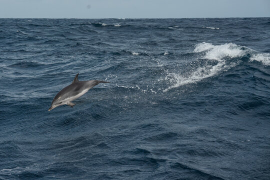 dolfin jumping out of a wave in the atlantic