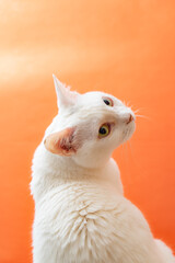 可愛い白猫　オレンジ色背景