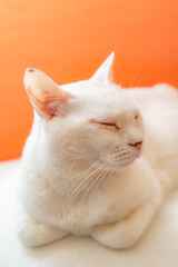 Fototapeta na wymiar 可愛い白猫　オレンジ色背景