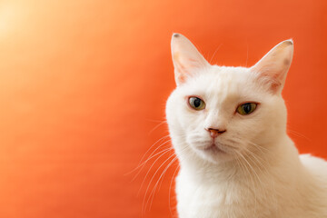 可愛い白猫　オレンジ色背景