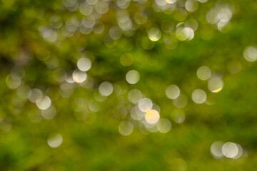 Obraz premium Blur natural green leaves bokeh background
