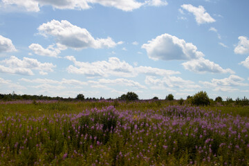 Природа Сибири