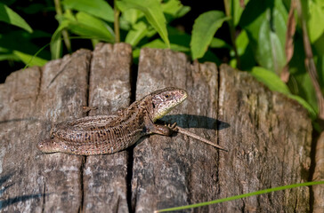 Die Zauneidechse (Lacerta agilis)