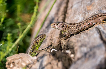 Die Zauneidechse (Lacerta agilis)