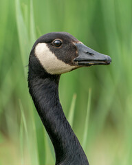 Portrait of a Canada Goose (Branta canadensis). Green background. Gelderland in the Netherlands.                                           