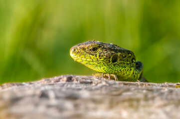 Die Zauneidechse (Lacerta agilis)