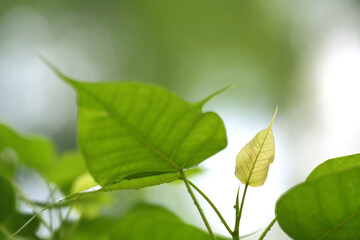 Young leaves of Bodhi leaves on the plant