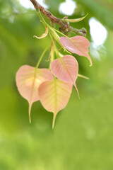 Young leaves of Bodhi leaves on the plant