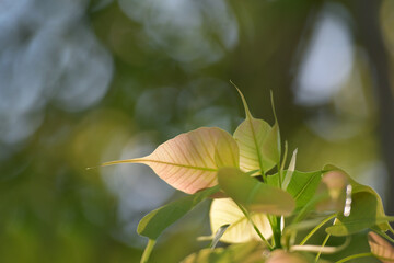 Young leaves of Bodhi leaves on the plant