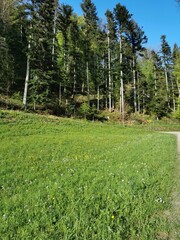 Obraz premium Woodland