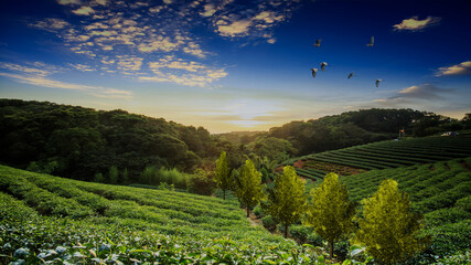 The 3d rendering of beautiful tea plantations landscape at sunset